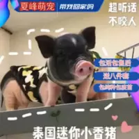 巴马香猪长不大活物领养泰国迷你小香猪活体宿舍宠物猪猪幼崽粮食 巴马香猪长不大活物领养泰国迷你小香猪活体宿舍宠物猪猪幼崽粮