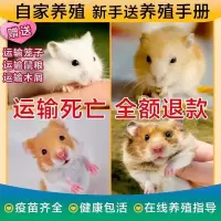仓鼠分装盒(无仓鼠) 公 精选仓鼠活体已打疫苗宠物活物笼子一对情侣苍鼠大礼包布丁三线