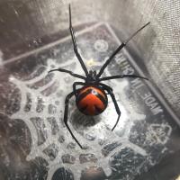 老挝黑寡妇 一送一 备损 蜘蛛 黑寡妇蜘蛛 老挝黑寡妇蜘蛛 幼体 买多 多送