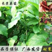 大果桑带土1棵 50cm(含)-60cm(不含) 桑葚果桑树苗盆地栽四季长果桑无籽大桑果苗当年结果南北方庭院种