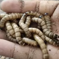 一斤大麦虫 大麦虫活体面包虫黄粉虫龙鱼乌龟守宫蜥蜴蜘蛛鸟宠物饲料包成活率