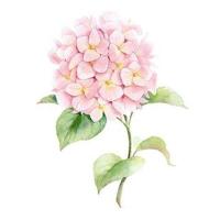 30*30cm 平针绣 苏绣DIY套件绣球花八仙花水彩画手工自学刺绣图案餐厅装饰画