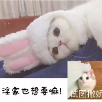 兔子头套 均码 猫咪狮子头套可爱兔子帽子猫头饰表演道具搞笑搞怪兔耳朵宠物帽子