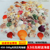 无孔450-500g海螺贝壳送海星 1斤天然海螺贝壳海星 打孔手工diy风铃漂流瓶材料包鱼缸造景装饰