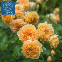 小苗高20厘米 不含盆 阳台藤本月季花苗盆栽玛格丽特王妃浓香四季开花蔷薇爬藤花卉植物