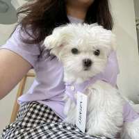 凉凉衫-紫色 面料弹力大 14#胸围37~47cm 冰氧巴宠物衣服凉凉衫小狗狗背心猫咪比熊泰迪雪纳瑞薄春夏装夏天