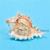 千手螺长8-9厘米 天然海螺贝壳 千手螺 菊花螺鱼缸装饰品水族箱造景地中海风格摆件