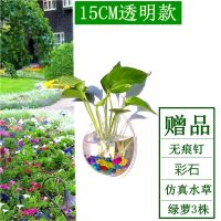 直径15厘米透明款 墙饰花瓶家居壁饰挂饰墙面花盆装饰幼儿园墙上花瓶水培瓶花瓶壁挂