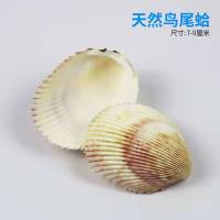 乳白色 鸟尾蛤7-9CM 天然大海螺绿螺萤光螺标本寄居蟹壳鱼缸造景水族箱装饰家居摆设