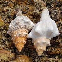 9-11cm1个 天然赤旋螺超大海螺贝壳海星鱼缸造景号角螺居家摆件创意饰品