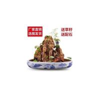 10-15cm吸水石不含盆草籽配石 室内家用吸水石石头托盘流水假山盆景假石山植物造景水上小石摆件