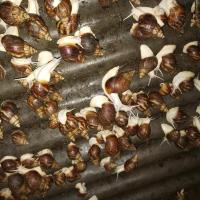 2只种牛 怀孕白玉蜗牛临产种蜗牛,送养殖资料养殖孵化技术,养殖场直供。