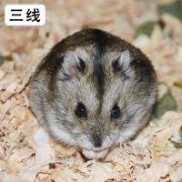 三线 单只 买1送6宠物小仓鼠活物已打过疫苗活体一对情侣送笼子米熊金丝包活