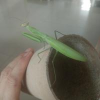 薄翅母一只送饲养盒一个 薄翅螳螂母活体伤残保赔视频验货不支无理由退货退款