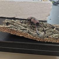 中大 中扁 两点赤锹甲 独角仙 姬兜 成虫或幼虫专卖 私聊客服备注