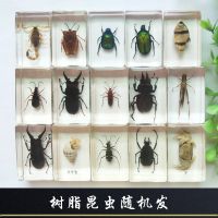 昆虫随机发货 真实昆虫标本透明树脂琥珀海洋生物独角仙甲虫蜜蜂幼儿园教学玩具