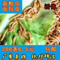 面包虫100条 低温高温会大量损耗 介意 面包虫黄粉虫大麦虫活体仓鼠八哥鹦鹉蝎子龙鱼鬃狮蜥蜴宠物饲料