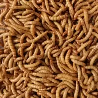 试吃300条 送镊子 面包虫活体 黄粉虫活虫鲜活虫种虫金龙鱼鹦鹉鱼罗汉鱼乌龟鱼饲料