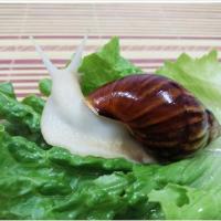 5厘10只装 养殖厂供应精选大白玉蜗牛宠物饲养,学生观察