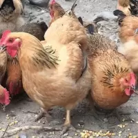 三黄鸡一只价 买10发40三黄鸡土鸡芦花鸡五黑鸡青脚麻鸡小鸡活体贵妃鸡小鸡活苗