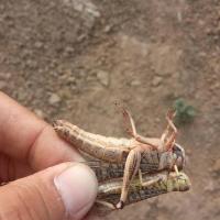 公母混合成虫50个 蚂蚱活虫 蝗虫 东亚飞蝗 靛颏鸟食 鸟料 活虫 黄虫 蚂蚱活