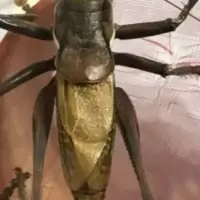 蝈蝈 蝈蝈活体 铁皮蝈蝈 膀型宽大 出叫高 欢迎 蝈蝈 蝈蝈活体 铁皮蝈蝈 膀型宽大 出叫高 欢迎