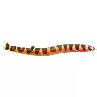 蛇仔鱼一条 3-5cm(小号) 蛇仔鱼苦力泥鳅观赏鱼热带鱼清除食物残渣宠物活体蛋白虫涡虫杀手