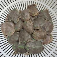 小丑蛙1只5cm 非洲牛蛙苗小丑蛙宠物蛙角蛙爬宠非牛钟角蛙非洲牛蛙角蛙猫眼珍珠