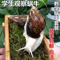 特价2只(圆通) 蜗牛活体宠物白玉蜗牛巨型大蜗牛宿舍小蜗牛教学学生科学实验套餐