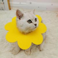 黄色套头款 xs(0-1斤) 伊丽莎白圈猫咪项圈卡扣脖猫伊利沙白宠物狗狗头套防咬防舔耻辱圈