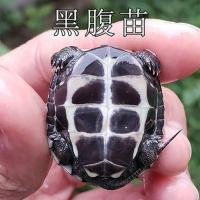 黑腹苗 1至2厘米(1只) 墨龟苗活体全黑小乌龟活物黑腹外塘情侣龟苗宠物龟水龟招财长寿龟