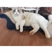 躺椅小号 60*27*18cm 猫抓板沙发款贵妃榻豪华大号猫抓板爬架带窝立式不掉屑猫磨爪玩具