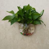 透明款 直径15厘米 送石头+绿萝 墙上壁挂花瓶壁饰创意壁挂鱼缸墙上花盆墙饰墙挂吊篮绿萝花瓶挂饰