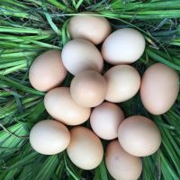 五黑粉壳种蛋 10枚 五黑鸡种蛋五黑一绿鸡种蛋绿壳蛋鸡乌骨鸡可孵化受精蛋黑凤乌土鸡