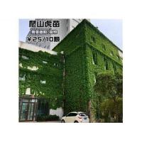 五叶爬山虎2年苗（10颗） 不含盆 爬山虎大苗盆栽三叶五叶地锦阳台攀援花卉庭院爬藤植物四季爬墙虎