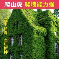 绿色爬山虎20粒+肥料 爬墙虎种子四季常青室内爬藤植物种子庭院攀援花卉种子爬山虎种籽