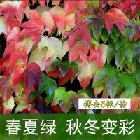 三叶四年(搏击)五颗 爬山虎爬藤植物四季爬山虎树苗盆栽户外绿化三叶五叶爬墙虎苗攀援