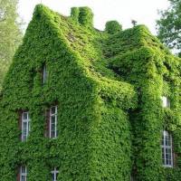 绿叶爬山虎种子 50粒 混色爬山虎三叶五叶多年生耐寒爬藤植物四季播种生命力强四季颜色