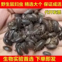 鼠妇虫20只 现捉活鼠妇虫活体西瓜虫潮虫学生生物实验活体包活