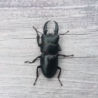 40mm-49mm单公 中华大扁锹成虫甲虫标本2021年独角仙大兜虫锹甲花金龟个性异宠物