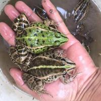 套餐1(1斤活体) 小蝌蚪苗小青蛙苗活体青蛙黑斑蛙养殖技术水族萌宠物龙鱼黑鱼活