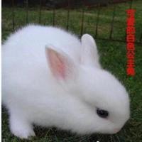 1只单身兔 4种随机不挑 侏儒兔活体长不大迷你小型海棠西施垂耳茶杯兔宠物兔猫猫兔子活物