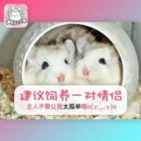 随机不包活一只 (拍两只无效)_ 小仓鼠活物已打疫苗稀有金丝仔奶茶仓鼠活体宝宝宿舍宠物小型好养