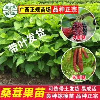 大果桑2年苗1棵(带原土发货) 桑葚苗桑椹树苗长桑果苗无籽大十桑葚苗大果桑苗嫁接苗盆栽地栽