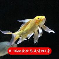 8-10cm黄金龙凤锦鲤1条 龙凤锦鲤活体长尾冷水观赏鱼活鱼淡水招财小金鱼苗好养耐活蝴蝶鲤