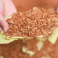 2cm活虫300条加镊子 面包虫子活体黄粉虫鲜活大麦虫鹦鹉八哥乌龟小鸟食活的饲料饵料虫