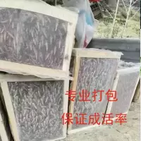 3-5厘米混合成虫250g 东亚飞蝗活体蚂蚱蝗虫蚂蚱活体胡峰鸟食物可油炸蚂蚱蝗虫