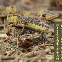 东亚飞蝗半斤 蚂蚱稻蝗野生小蚂蚱油蚂蚱中华稻蝗 蝗虫 活体冷冻东亚飞蝗虫