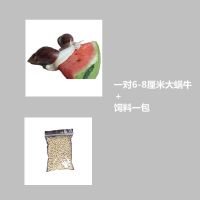 一对5-8cm蜗牛+饲料不带盒 学生蜗牛 白玉蜗牛科学观察实验课安全白玉蜗牛大蜗牛 饲养套装