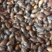 0.5-1厘米 180只/份 杜比亚蟑螂活体蜥蜴龙鱼守宫变色龙画眉鸟乌龟爬行活饵饲料份特价